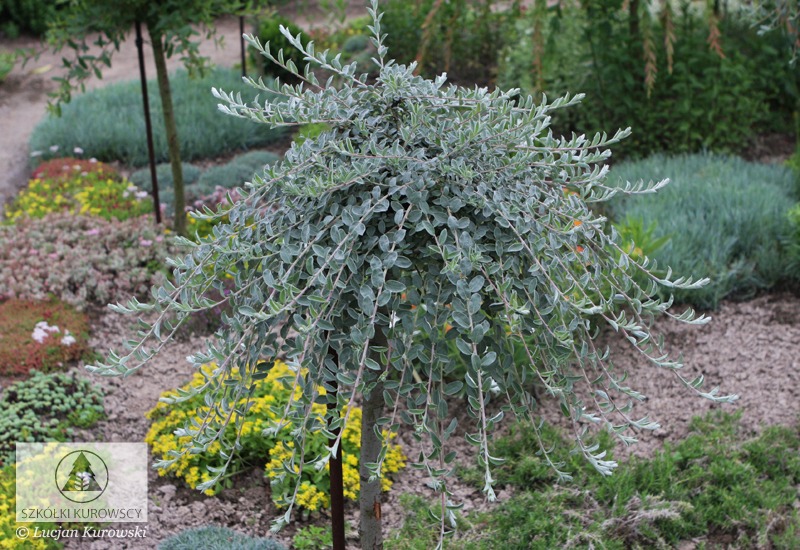 Salix repens var. nitida